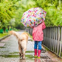 Umbrella