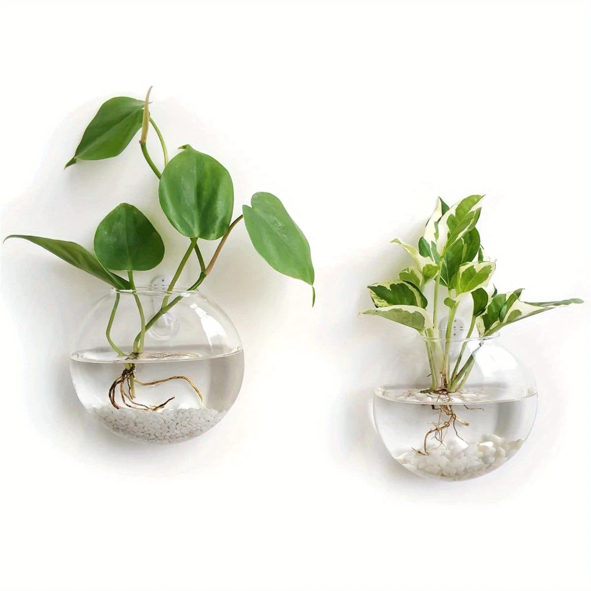 Glass Terrariums- Set Of 2