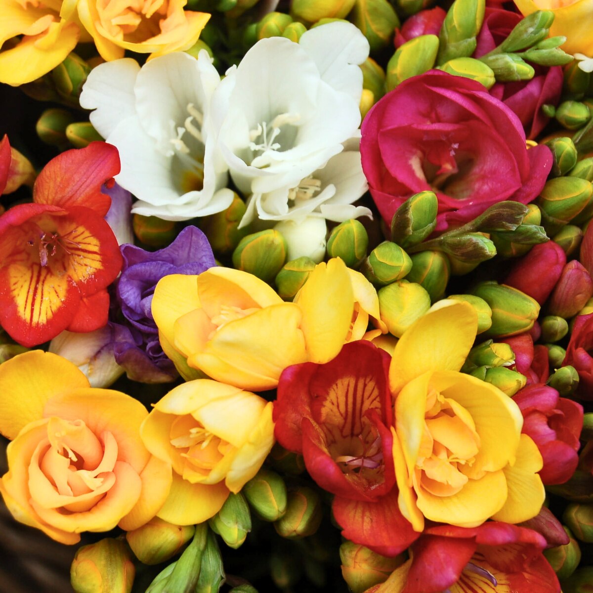 Curated Bulbs