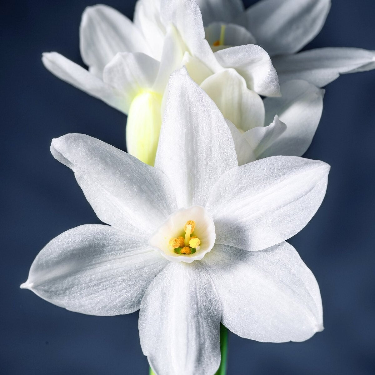 Curated Bulbs