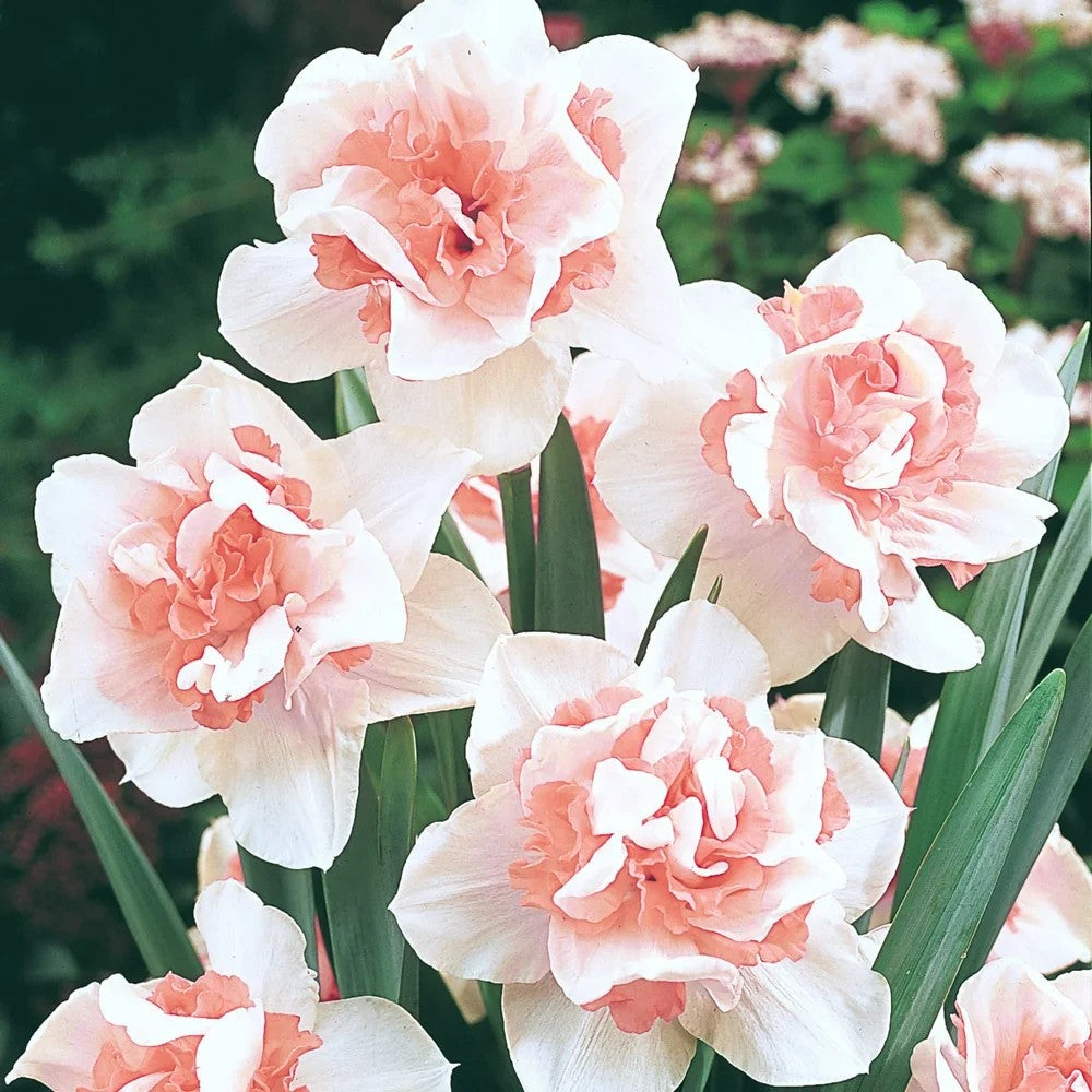 Curated Bulbs