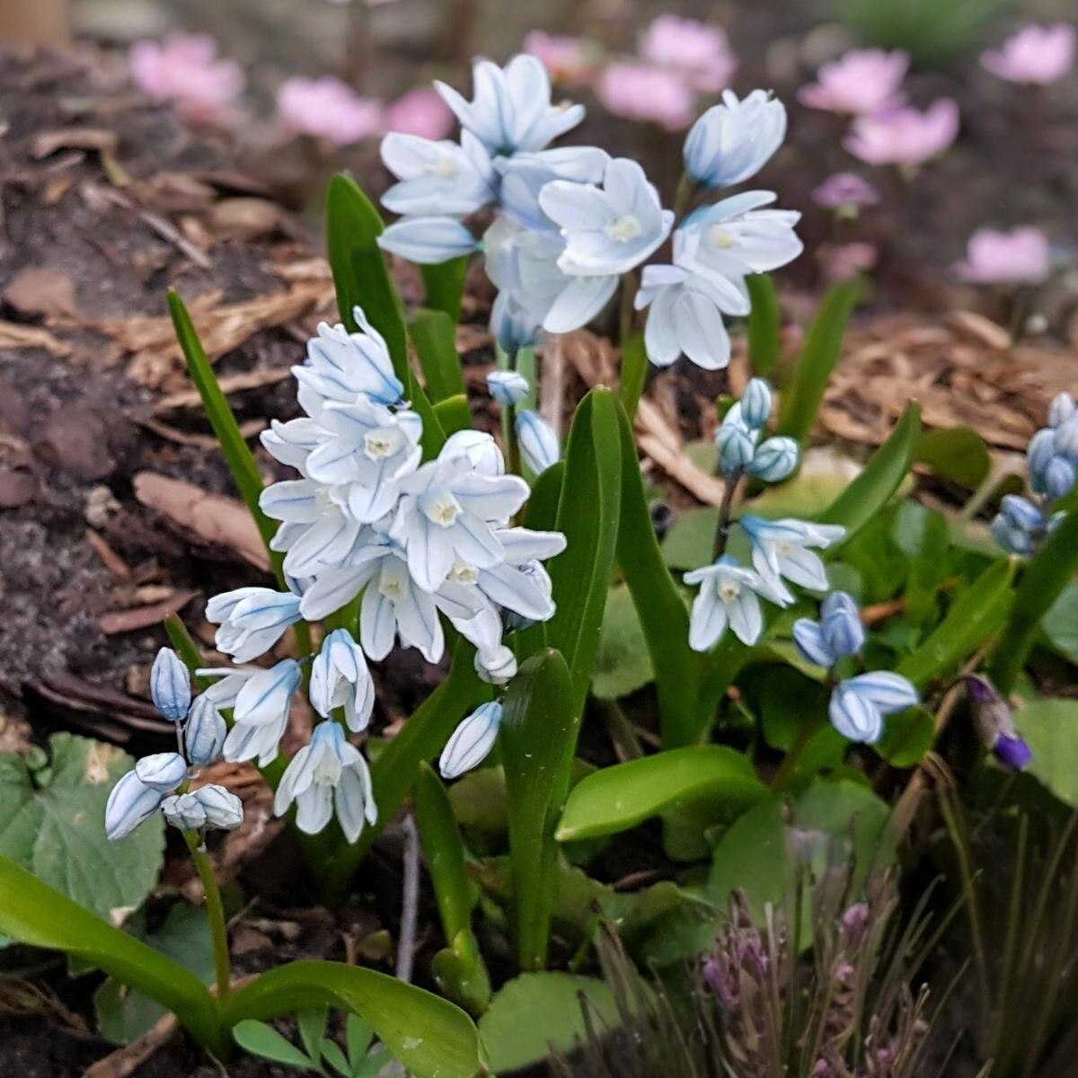 Curated Bulbs