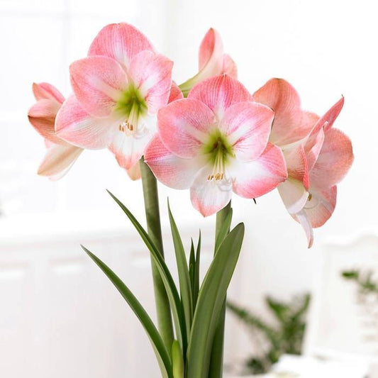 Amaryllis Collection