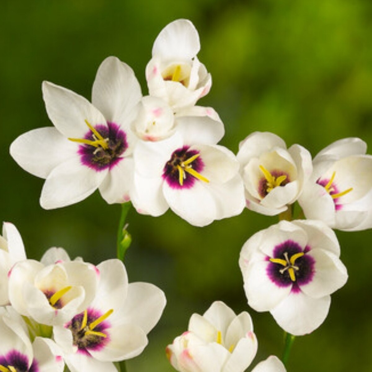Curated Bulbs